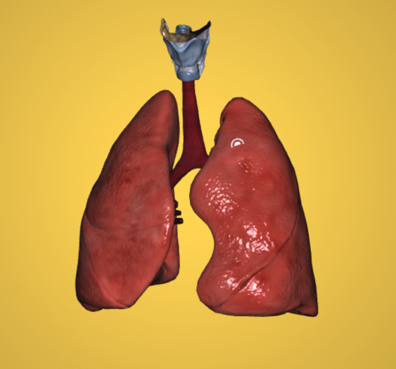 肺癌 Lung Cancer